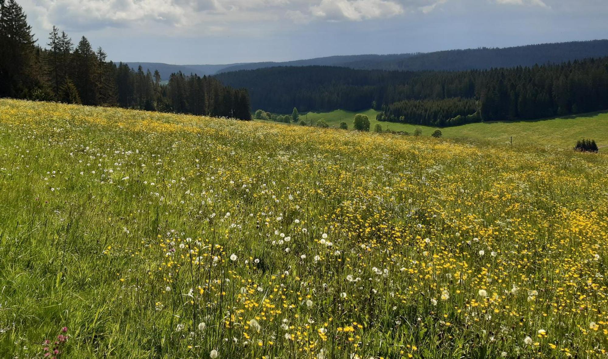 Oberengenbachhof