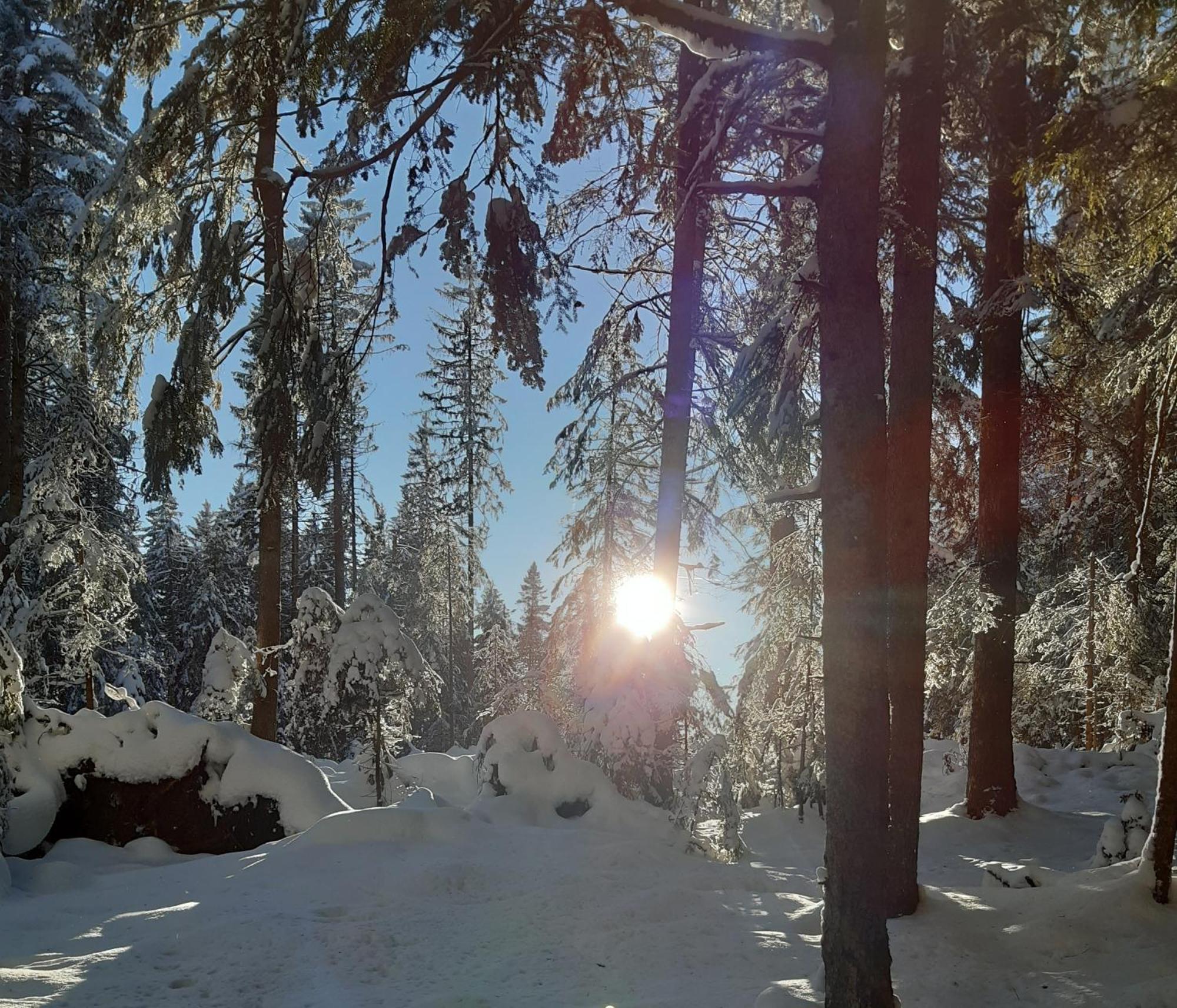 Oberengenbachhof * Eisenbach (Breisgau-Hochschwarzwald)
